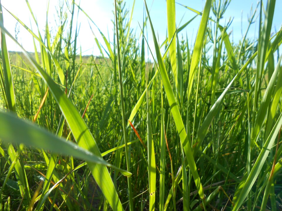 Nature closeup green