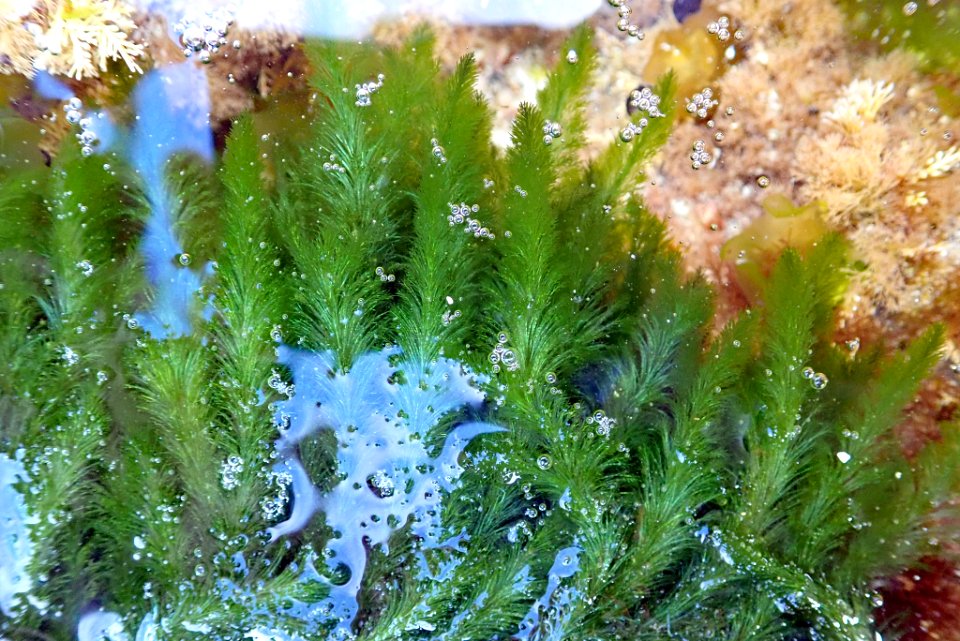 Bryopsis vestita 29062289