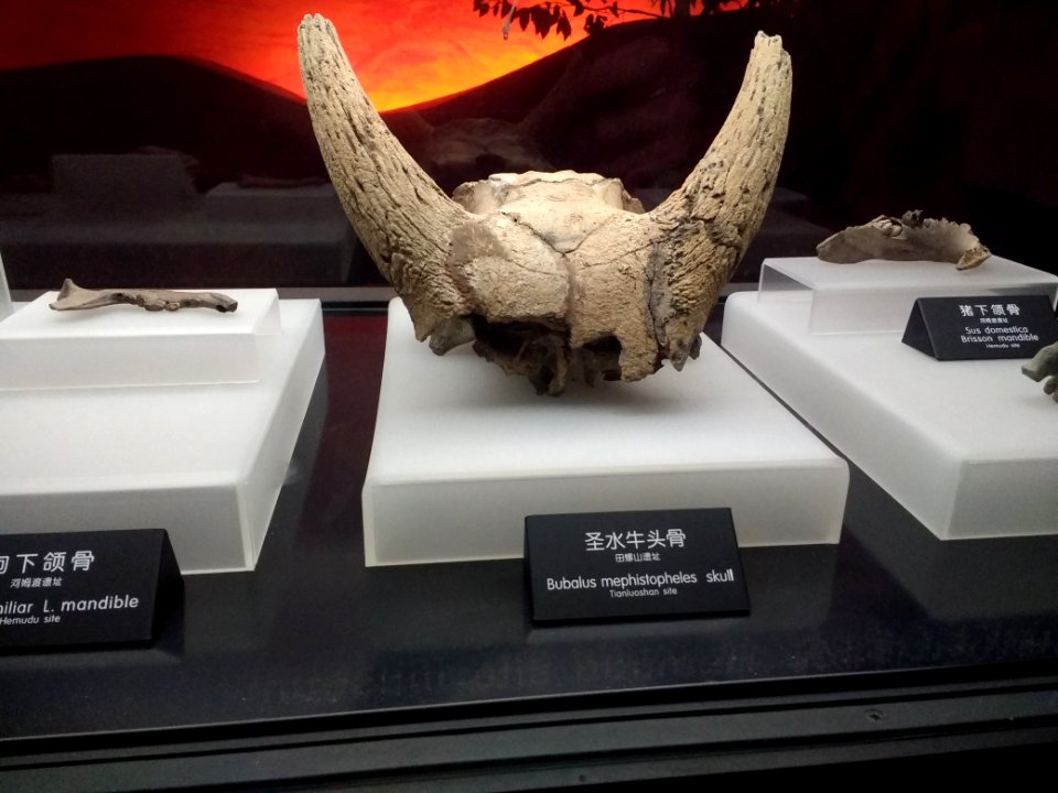 Bubalus mephistopheles skull from Tianluoshan