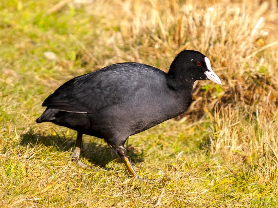 Water bird nature animal