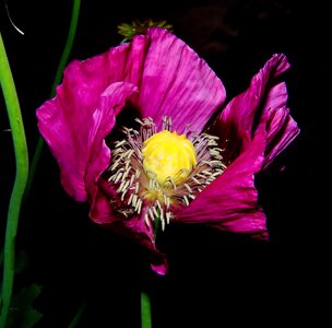 Close up purple pistil