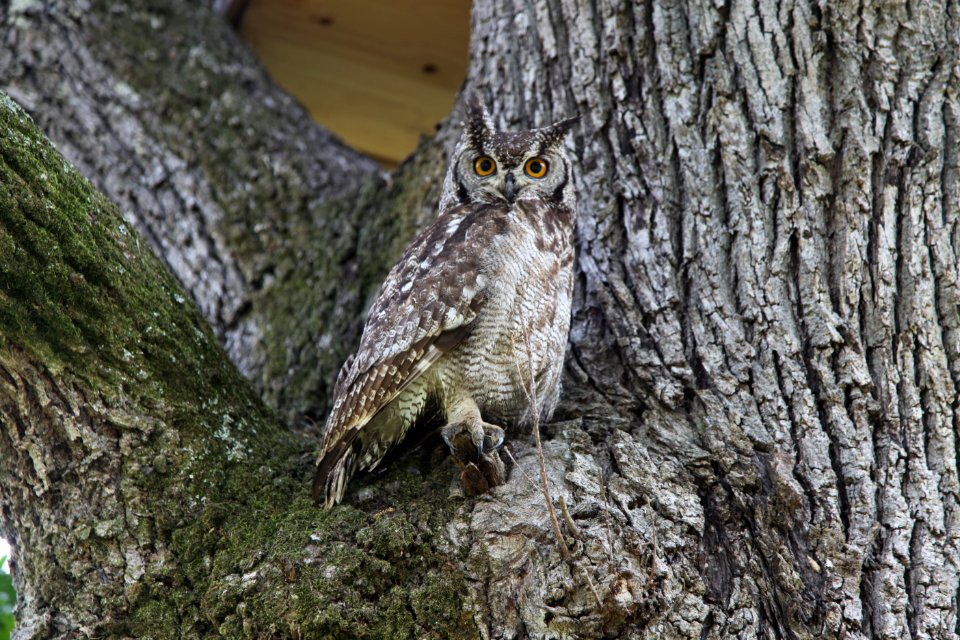 Bubo africanus, aged two months, Stellenbosch, South Africa