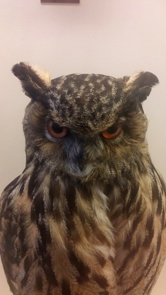 Bubo bubo - Naturhistorisches Museum, Wien, 22 April 2017