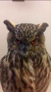 Bubo bubo - Naturhistorisches Museum, Wien, 22 April 2017