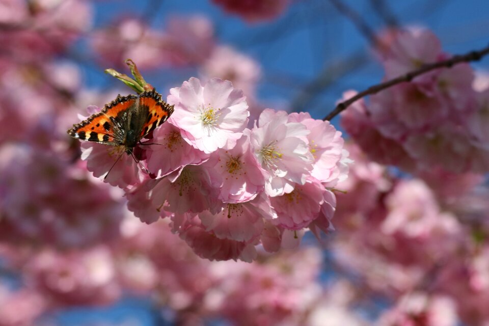 Japanese cherry spring nature