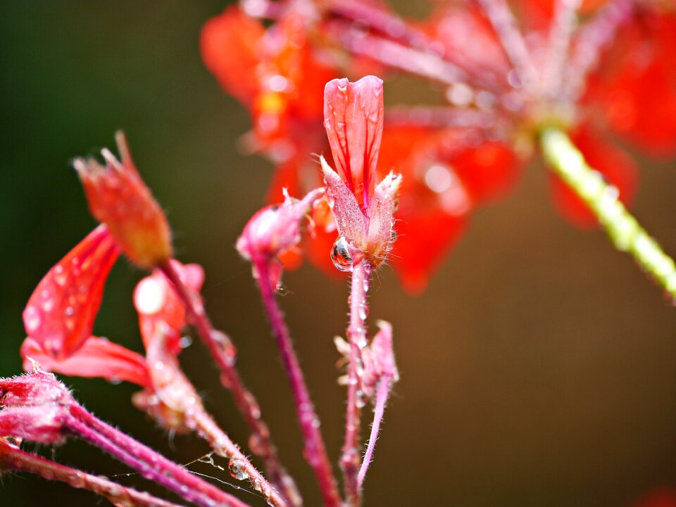Drops macro geranium