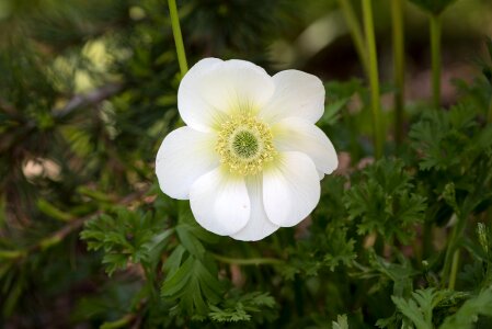Blossom bloom white blossom