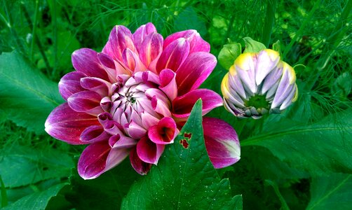 Garden flower green leaves summer