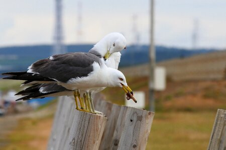 Seabird sea gull seagull
