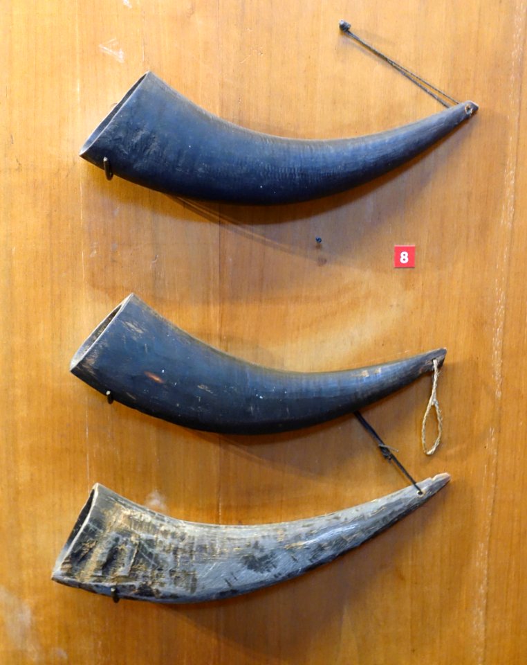 Buffalo horns for drinking alcohol, La Chi - Vietnam Museum of Ethnology - Hanoi, Vietnam - DSC02948