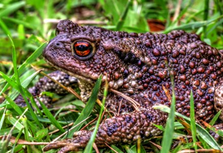 Bufo bufo in northern Germany (2)