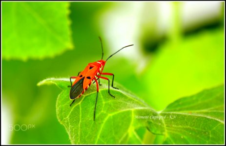 Bug (137104681)
