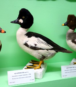 Bucephala clangula (male) - Museo Civico di Storia Naturale Giacomo Doria - Genoa, Italy - DSC03100