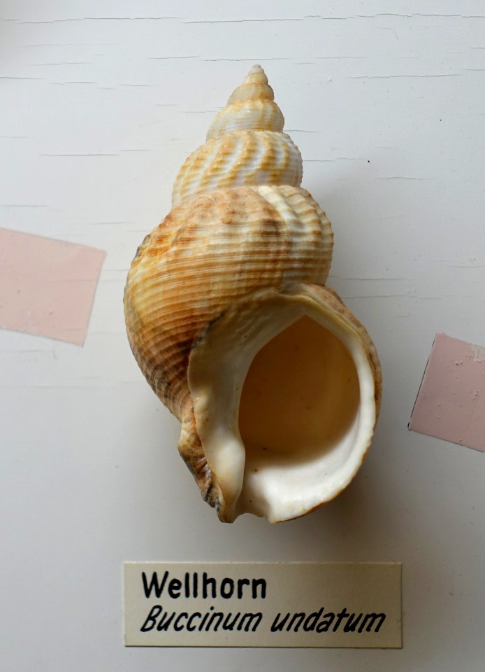 Buccinum undatum - Naturhistorisches Museum, Braunschweig, Germany - DSC05051