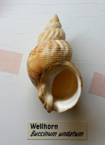 Buccinum undatum - Naturhistorisches Museum, Braunschweig, Germany - DSC05051