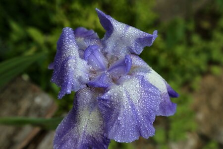 Blue close up iridaceae photo