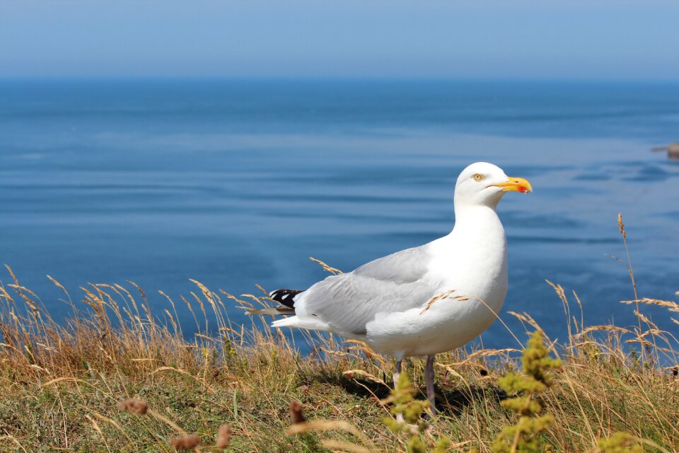 Bird sea island north sea