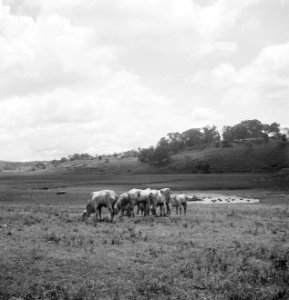 Buffels grazen, Bestanddeelnr 15488