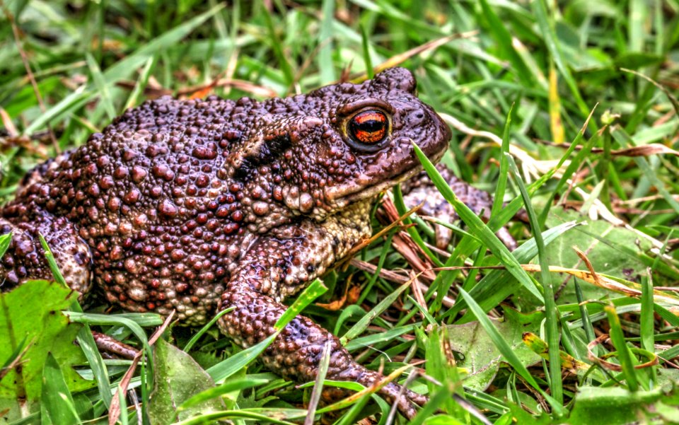Bufo bufo in northern Germany
