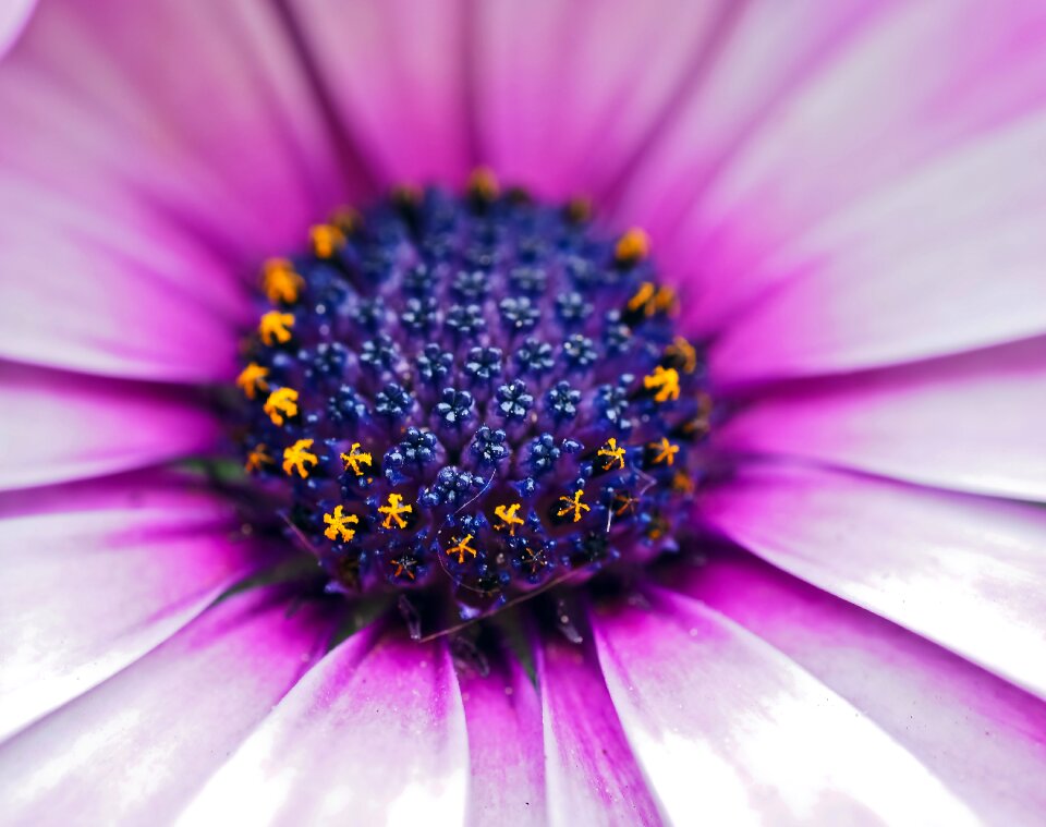 Flowers cape daisies nature