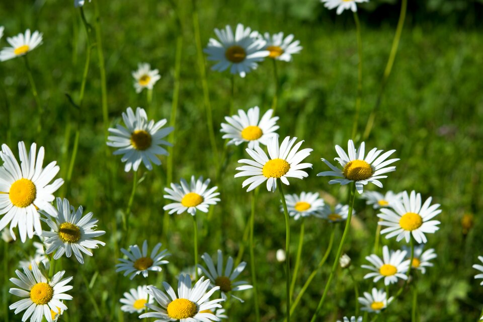 Meadow flowers white photo