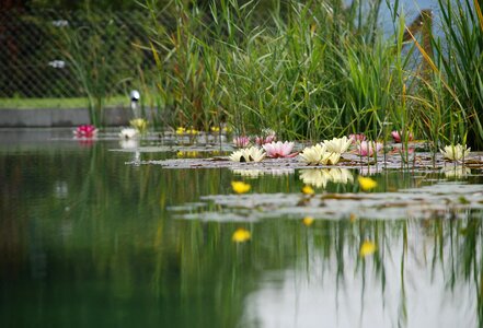 Water lily water rose aquatic plant