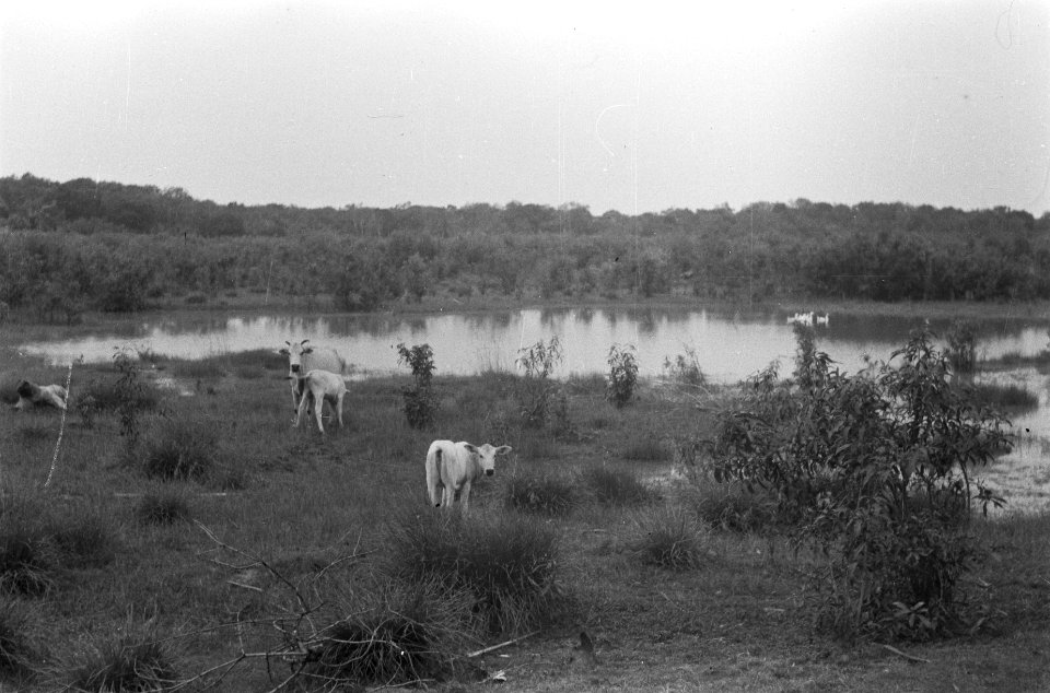 Buffels in een landschap, Bestanddeelnr 404-5-5