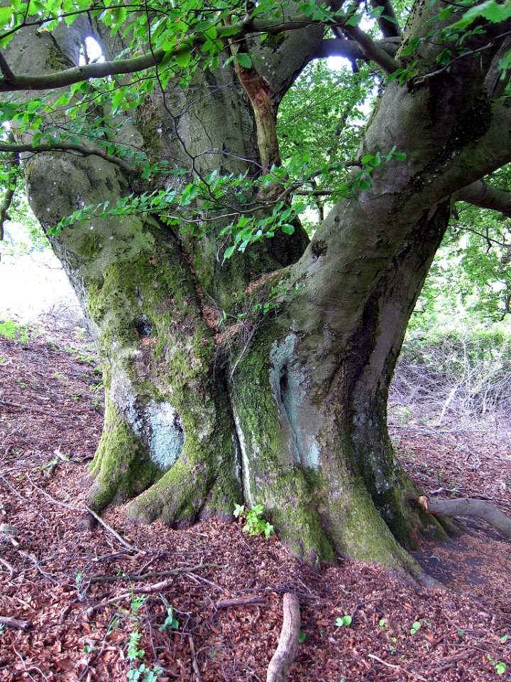 Buchen am Pilsterkopf, 3