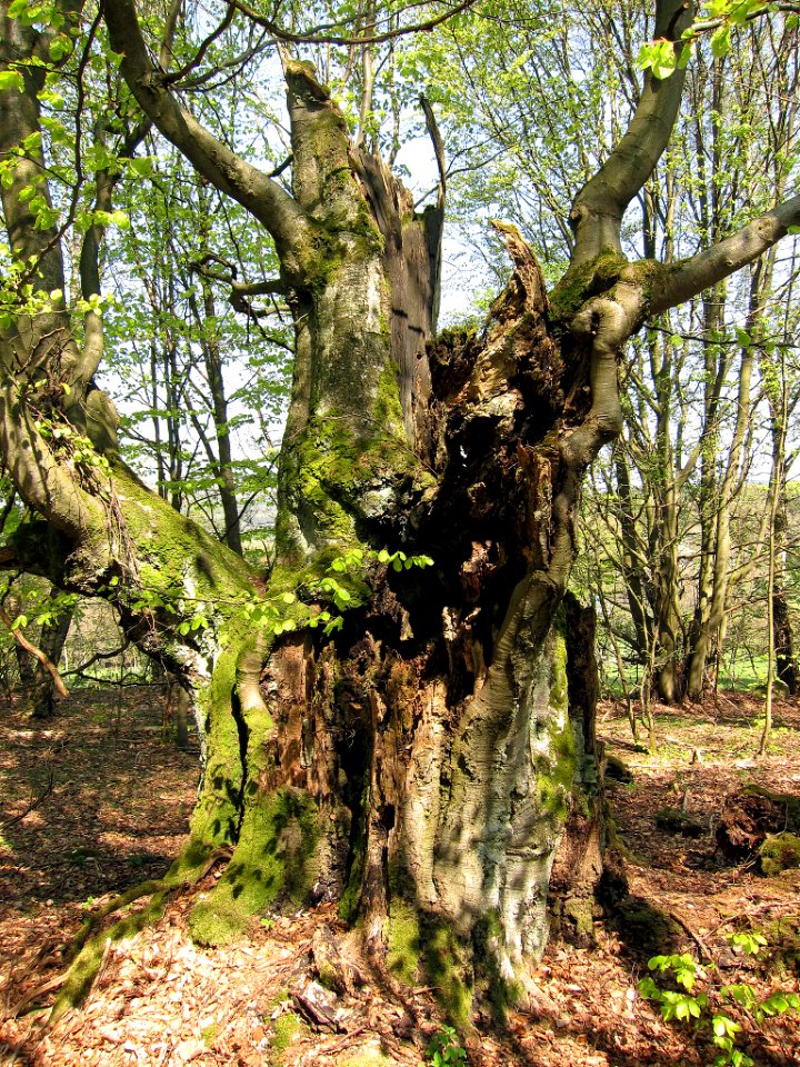 Buche Oberbach, 6