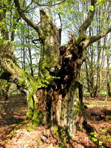 Buche Oberbach, 6