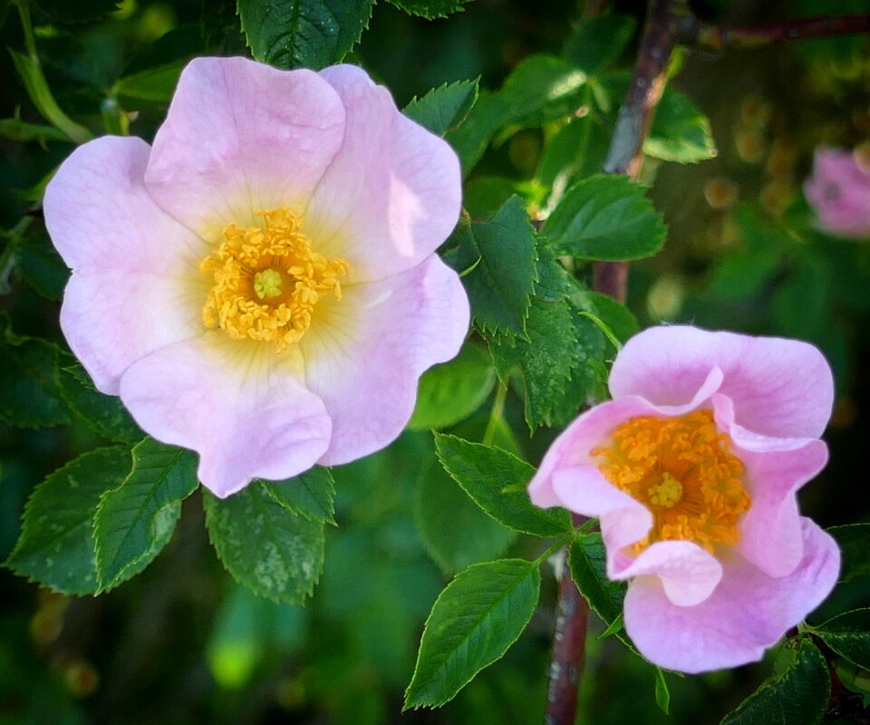 Wild rose pink romantic