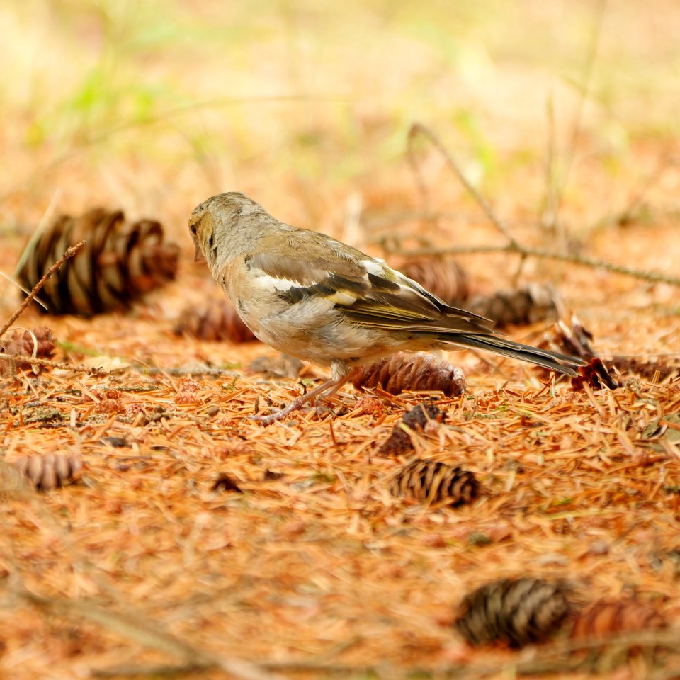 Buchfink.Weibchen.Bikowsee.4