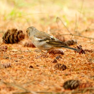 Buchfink.Weibchen.Bikowsee.4