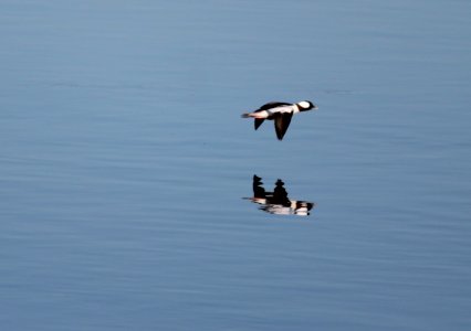 Bufflehead in flight photo