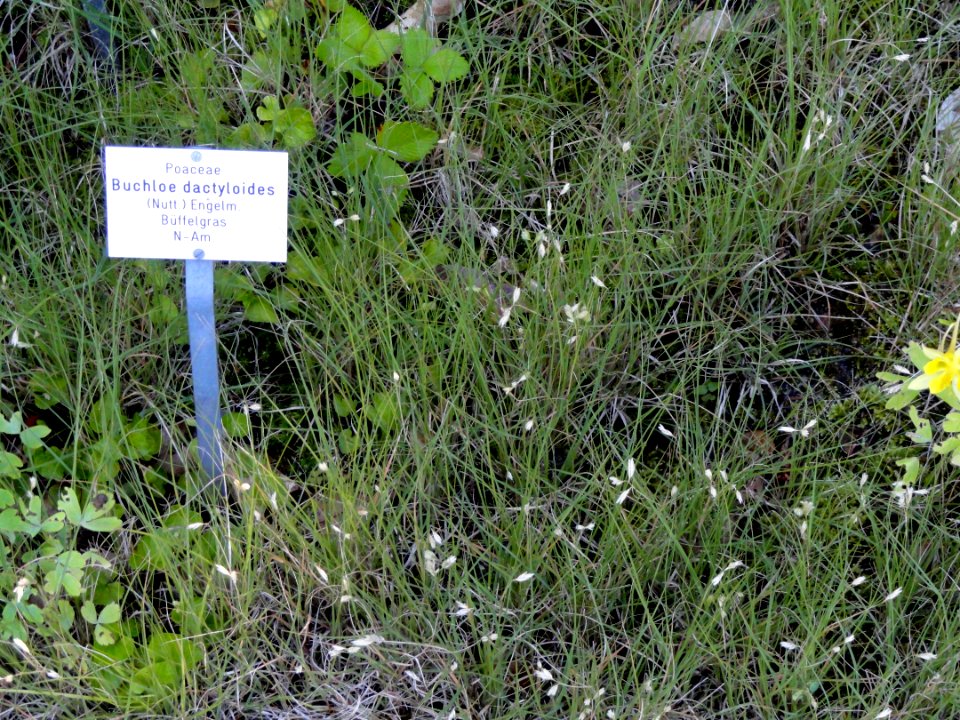Buchloe dactyloides - Botanical Garden, University of Frankfurt - DSC02546