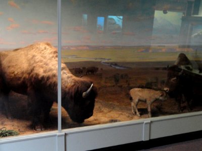 Buffalo diorama - Springfield Science Museum - Springfield, MA - DSC03425