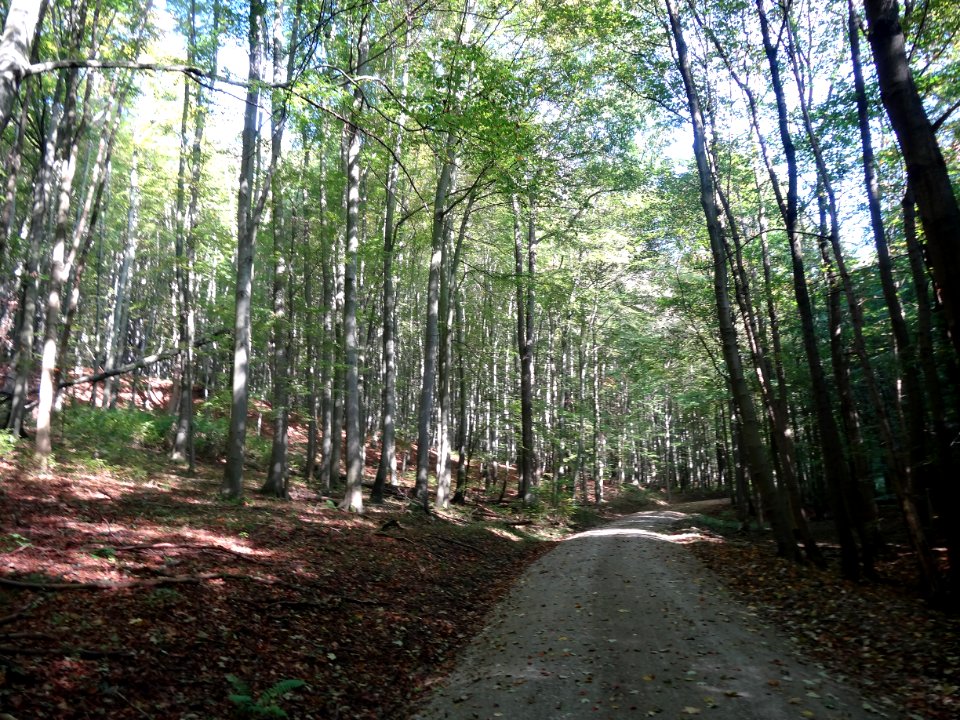 Buchen im Nationalpark Hainich