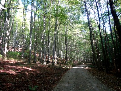 Buchen im Nationalpark Hainich