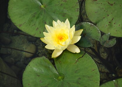 Lake rose pond blossom photo