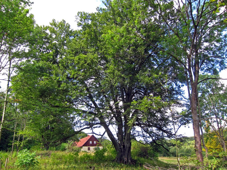 Buche Gangolfsberg, 4