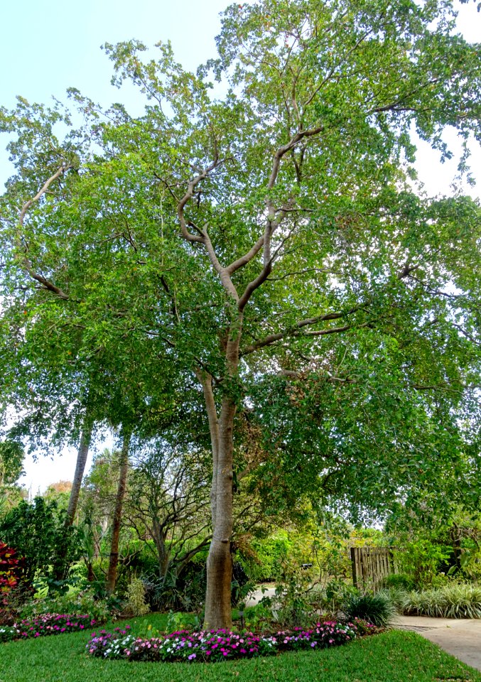 Bucida buceras - Mounts Botanical Garden - Palm Beach County, Florida - DSC03801