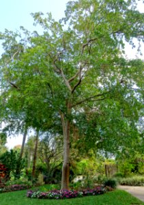 Bucida buceras - Mounts Botanical Garden - Palm Beach County, Florida - DSC03801