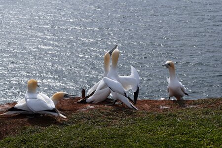 Bird north sea sea island photo