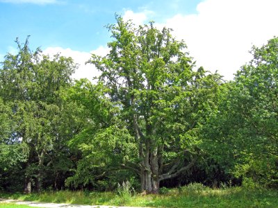 Buche Gangolfsberg, 6