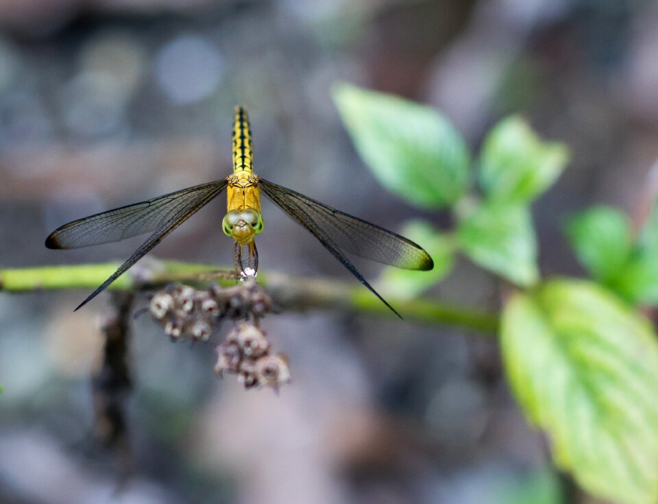 Garden insect macro