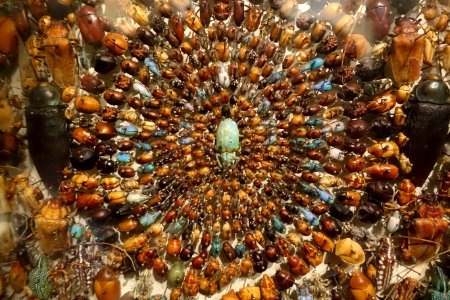 Bug art - Snowshill Manor - Gloucestershire, England - DSC09578