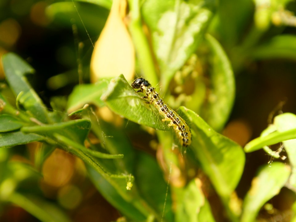 Buchsbaumzuenslerraupe.in.situ.1