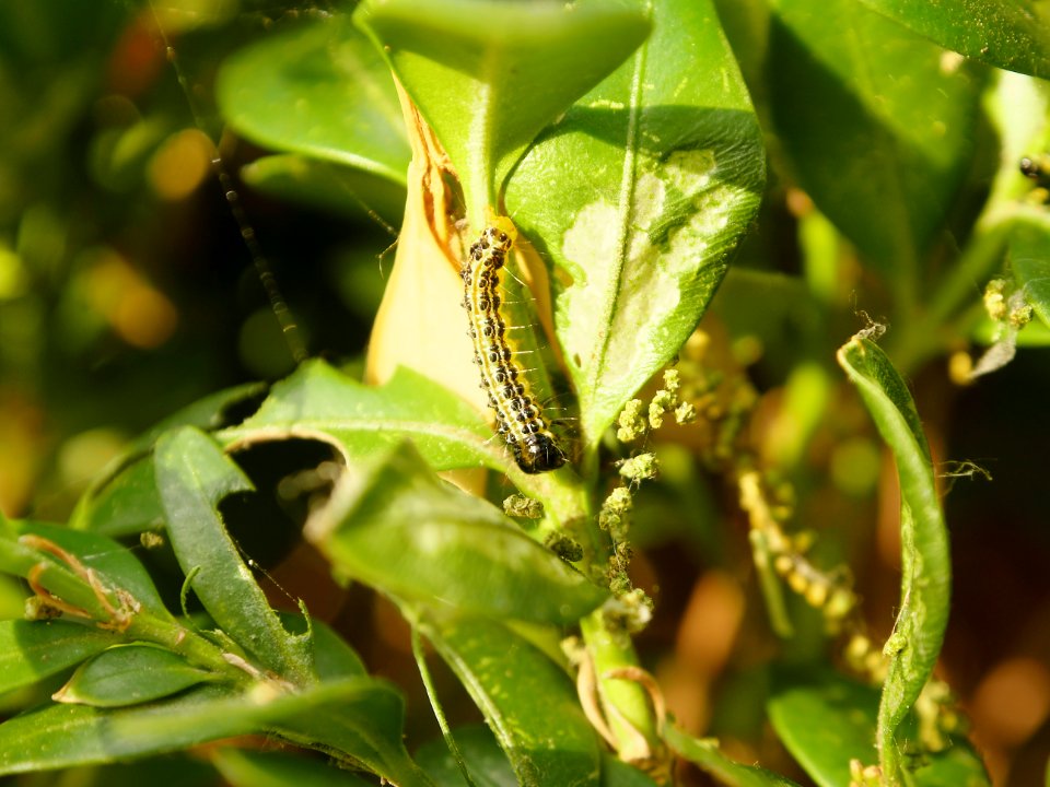 Buchsbaumzuenslerraupe.in.situ.4
