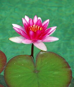 Lake rose pond blossom photo