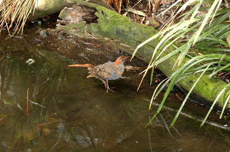 Buff-banded-Rail-Melbourne-Zoo-20070224-024